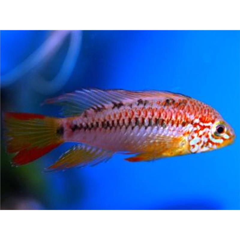 Apistogramma sp. viejeta II - imagine 3